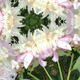Illustration for article titled 7 Trippy Kaleidoscopes Made From Plain Photos